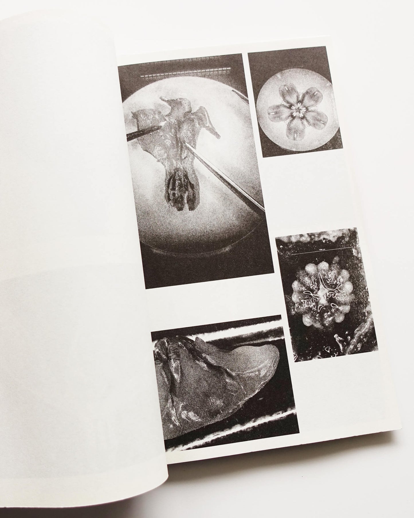 Microscopic Images