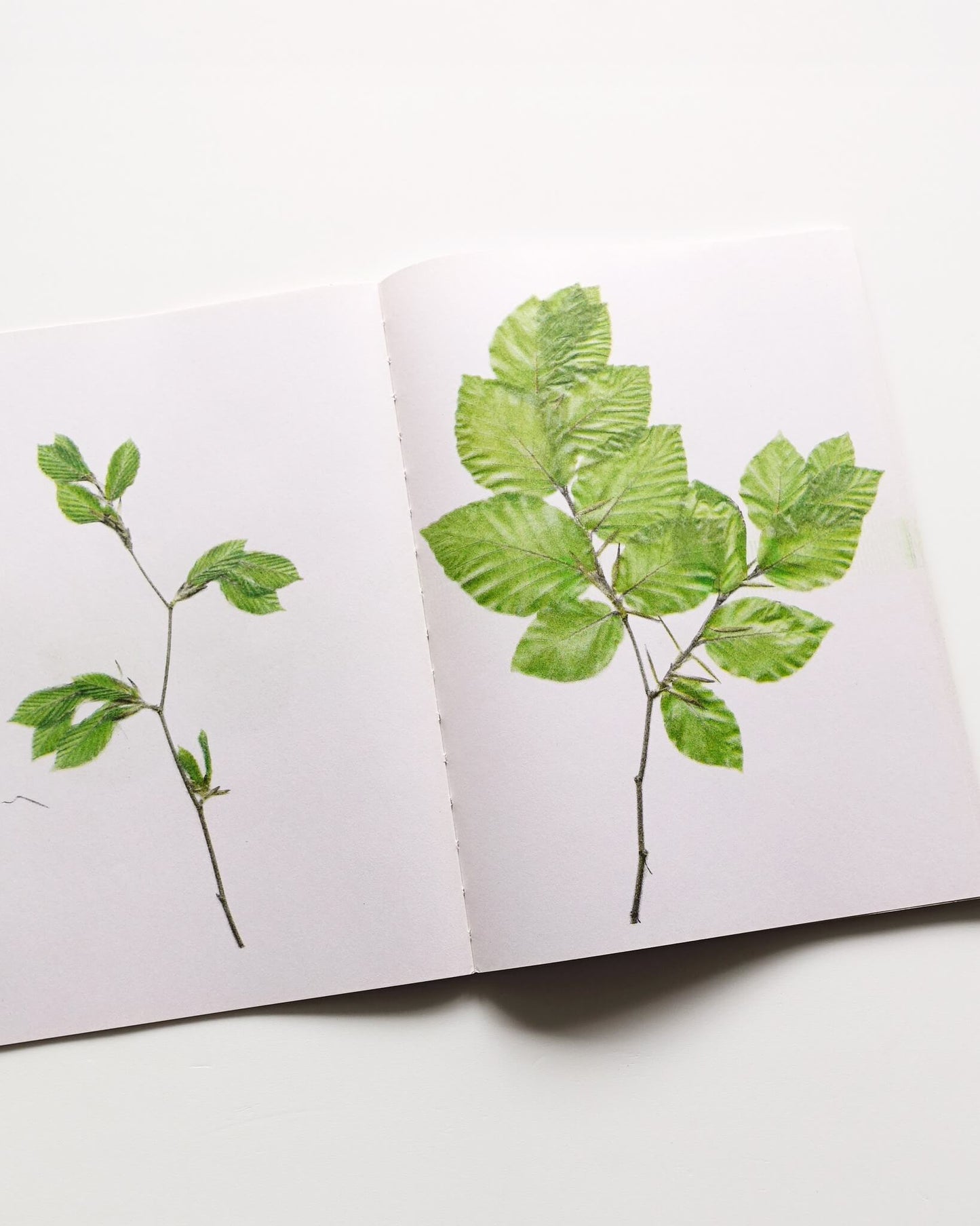 The beech at the end of a star