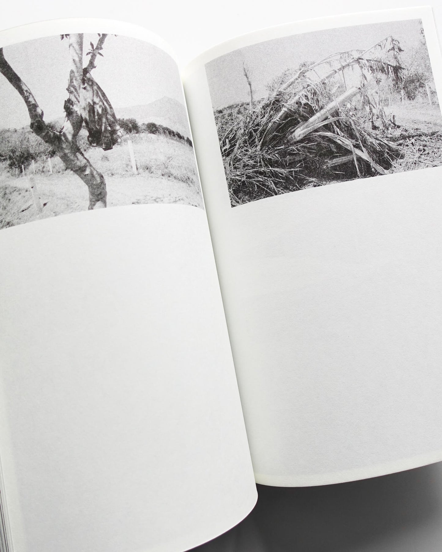 Paradise Lost 004
