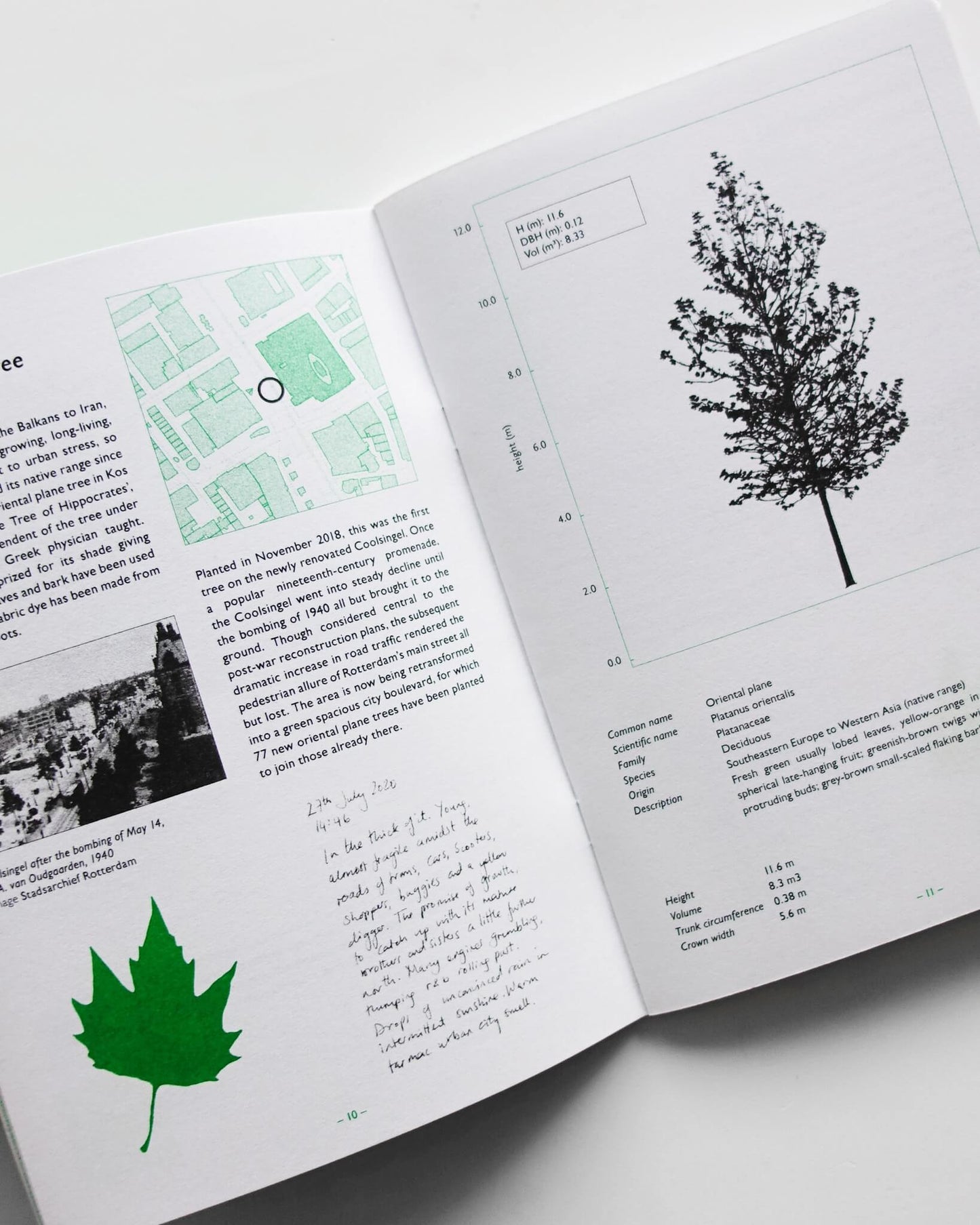 Fourteen Tree in Rotterdam